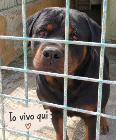 RAUL ROTWEILER 3 ANNI - Foto 2