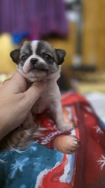 Chihuahua - Foto 3