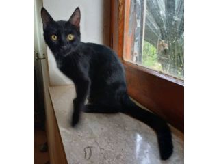 Puma gattino