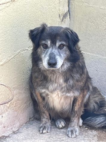 OSCAR 12 ANNI 14 KG circa taglia media piccola - Foto 2