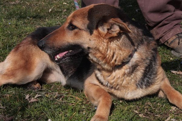ZELDA, mix Pastore Tedesco affettuosissima - Foto 3