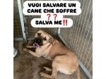 OTIS DEVASTATO DALLA SOFFERENZA CANE IN ADOZIONE