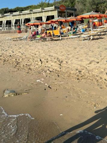Bilocale in affitto a San Vincenzo - Foto 3