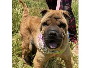 Anita cucciola di 1 anno e mezzo da adottare, simil Sharpei