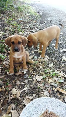 CUCCIOLI IN ADOZIONE - Foto 3