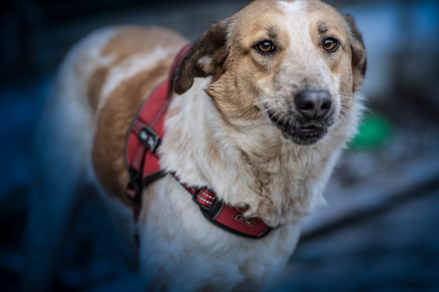 SISSI, 2 ANNI, TAGLIA MEDIA, E’ STATA SALVATA DAL UN CANILE LAGER. - Foto 2