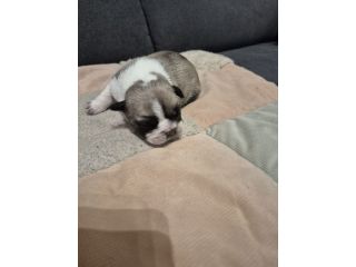 Bulldog francese