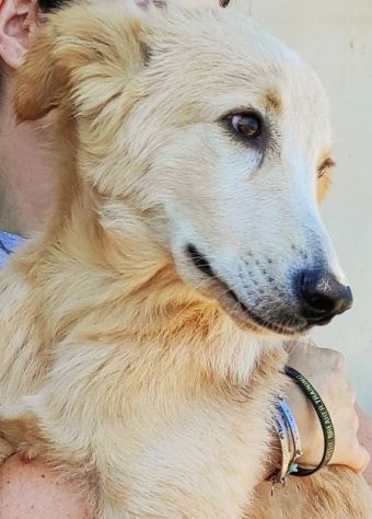 CUCCIOLO IN ADOZIONE: CECCO