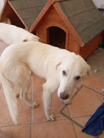 Giulia - Foto 4