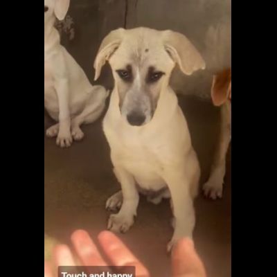 SAVERIO CUCCIOLO IN ADOZIONE - Foto 6