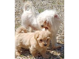 Cuccioli maltipoo