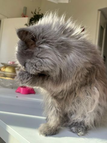 Servizi per animali domestici - Foto 2
