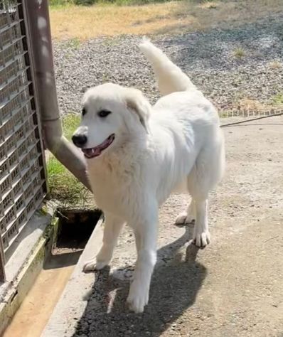 JERRY 2anni splendido maremmano - simpatico! - Foto 3