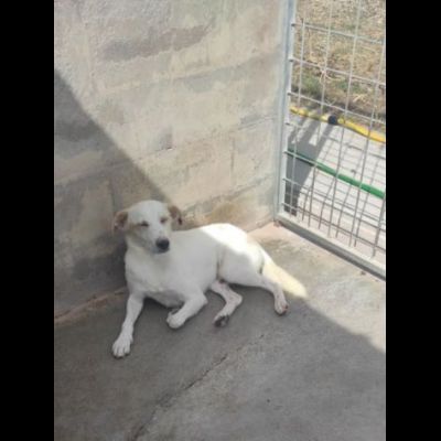 LIAM PACATO E AMOREVOLE; CAGNOLINO IN ADOZIONE - Foto 2