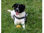 Adotta un cane dal canile, cambia il suo destino!!