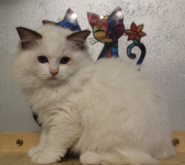 Ragdoll cuccioli - Foto 4