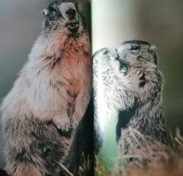 Gli Animali e il loro Ambiente - Le Montagne - Selezione dal Reader's Digest 199 - Foto 6