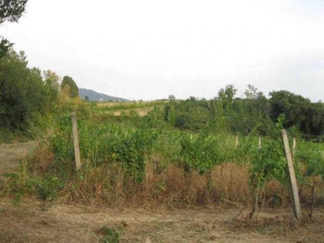 Immobile in asta di 151463 m² in vendita a Grottaferrata - Foto 12