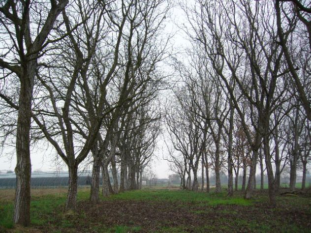 alberi di noce - Foto 5