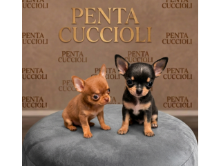 CHIHUAHUA TOY CUCCIOLI - pag- agevolato