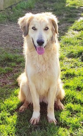 CAGNOLINA DA ADOTTARE