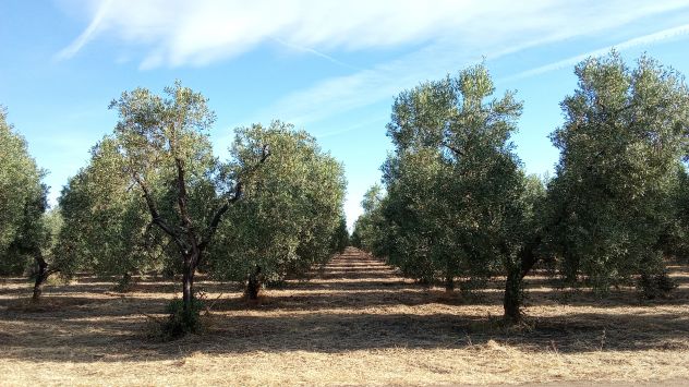 Ottimo oliveto a 5 km da Cerignola - Foto 2