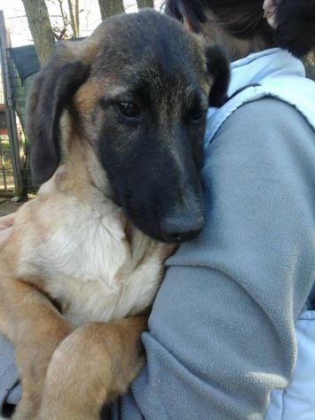 CODY, dolce e affettuoso cucciolotto - Foto 3