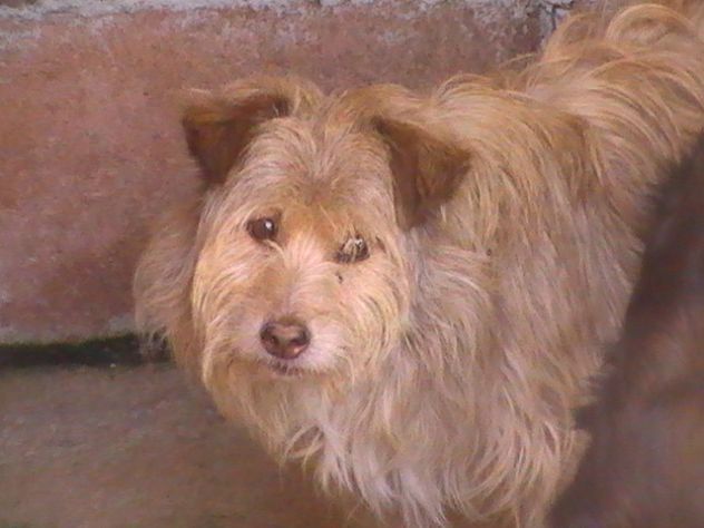 SPEEDY, mix yorkshire - Foto 2