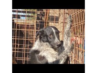 E' SOLO UN CUCCIOLO TOTO' , MERITA UNA FAMIGLIA, CUCCIOLO IN ADOZIONE