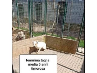 CANI IN ADOZIONE URGE AIUTARLI