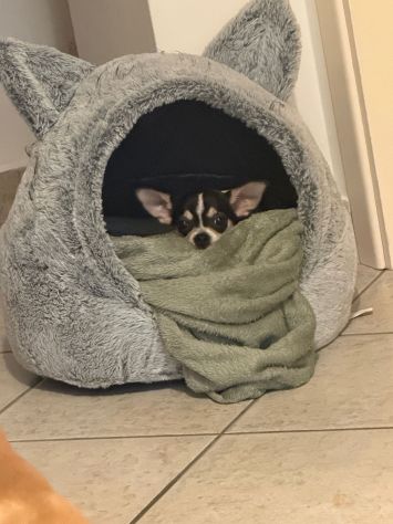 Cucciola di chihuhua - Foto 4