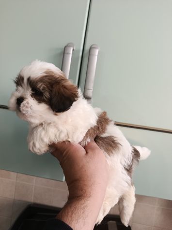 Cuccioli di schizu