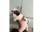 Cuccioli di schizu
