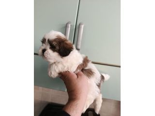 Cuccioli di schizu