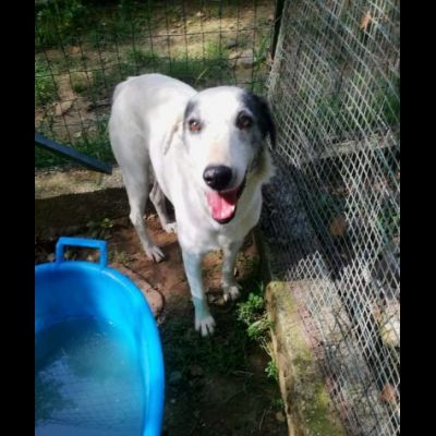 PLAYA, docile e pacata, un destino da cambiare, cagnolina in adozione - Foto 2