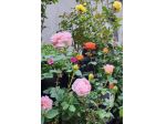Giardinaggio manutenzione del verde