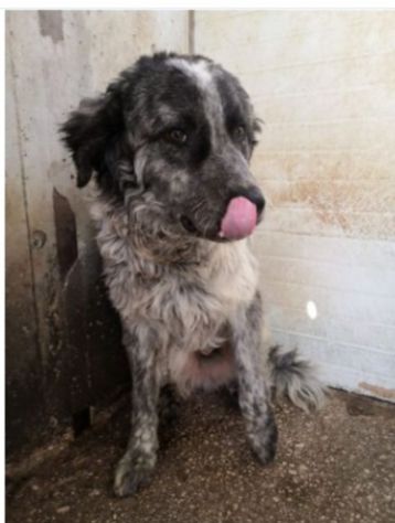 Yali 5anni kg25 vissuto in 1lager. PROV.PAVIA - Foto 6