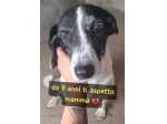 LALLA 9 ANNI taglia media