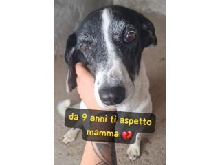 LALLA 9 ANNI taglia media