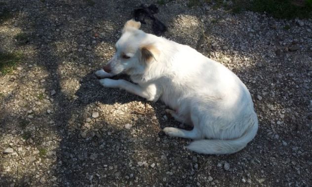 LEA, dolcissima cagnolina dagli occhi d'oro - Foto 2