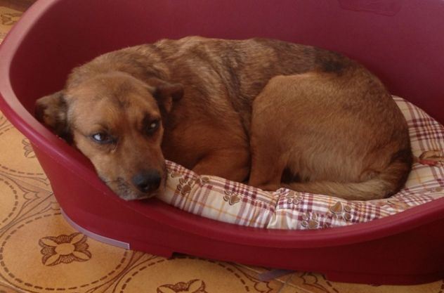 MERLINO non sa far magie! - Foto 2