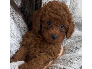 piccoli di barboncino