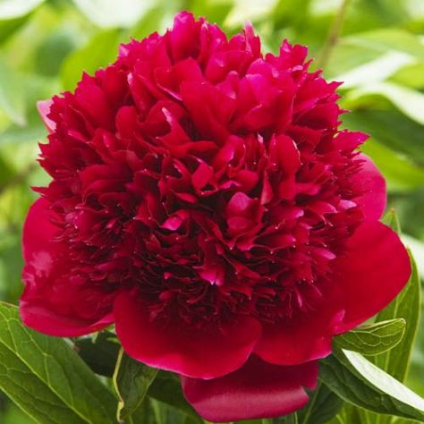 Semi peonie doppie - Foto 5