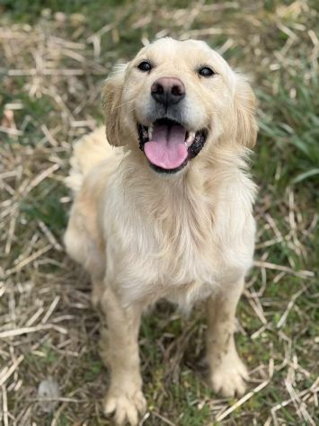 HONEY, mix GOLDEN RETRIEVER dolce come il miele!