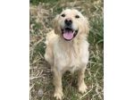 HONEY, mix GOLDEN RETRIEVER dolce come il miele!