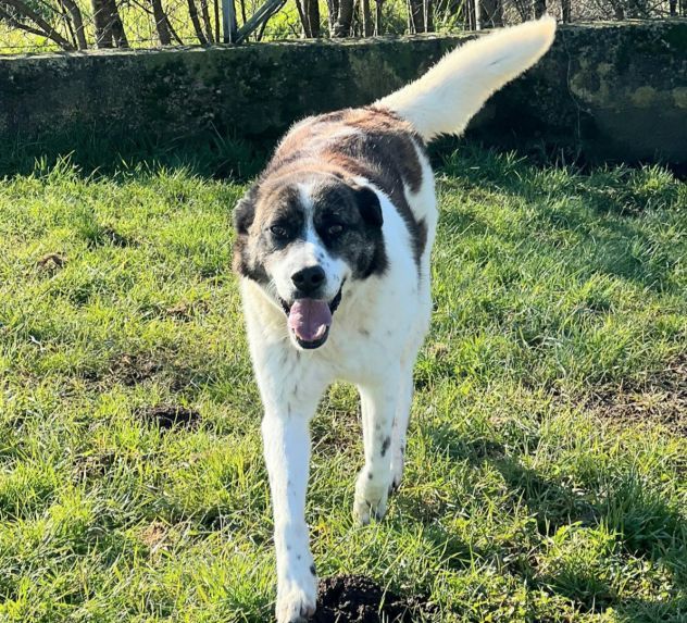 DOC LA DOLCEZZA, cane in adozione - Foto 9