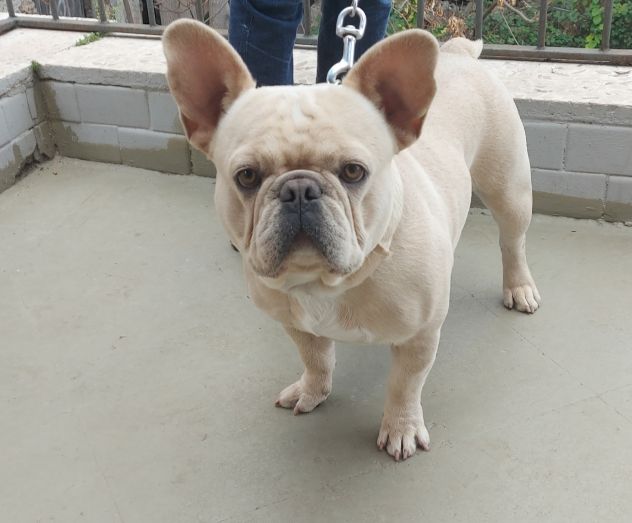 Bouledogue Francese Esotico Disponibile Per Monta - Foto 2