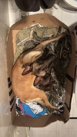 Cuccioli di Pastore belga Malinois