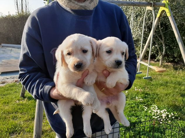 LABRADOR RETRIEVER - Foto 5