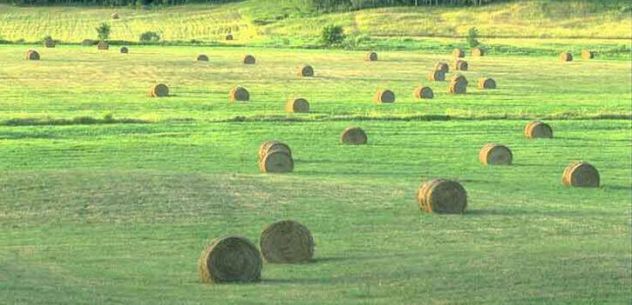 10 Ettari Irrigui per l'agricoltura e/o la caccia - Foto 2